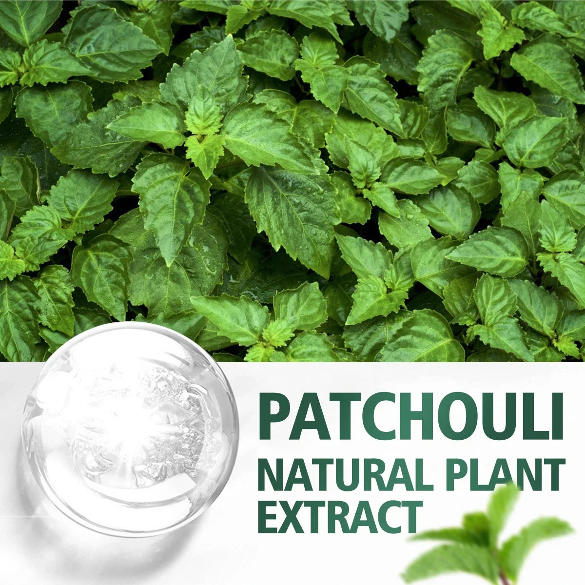 100ml/60ml/30ml Patchouli Essential Oil Hydrating Moisturizing Skin Care Skin Care Body Care Fragrance Perfume Essential Oil